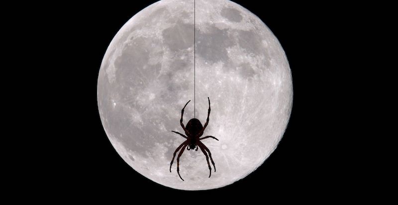 Spider Moon
